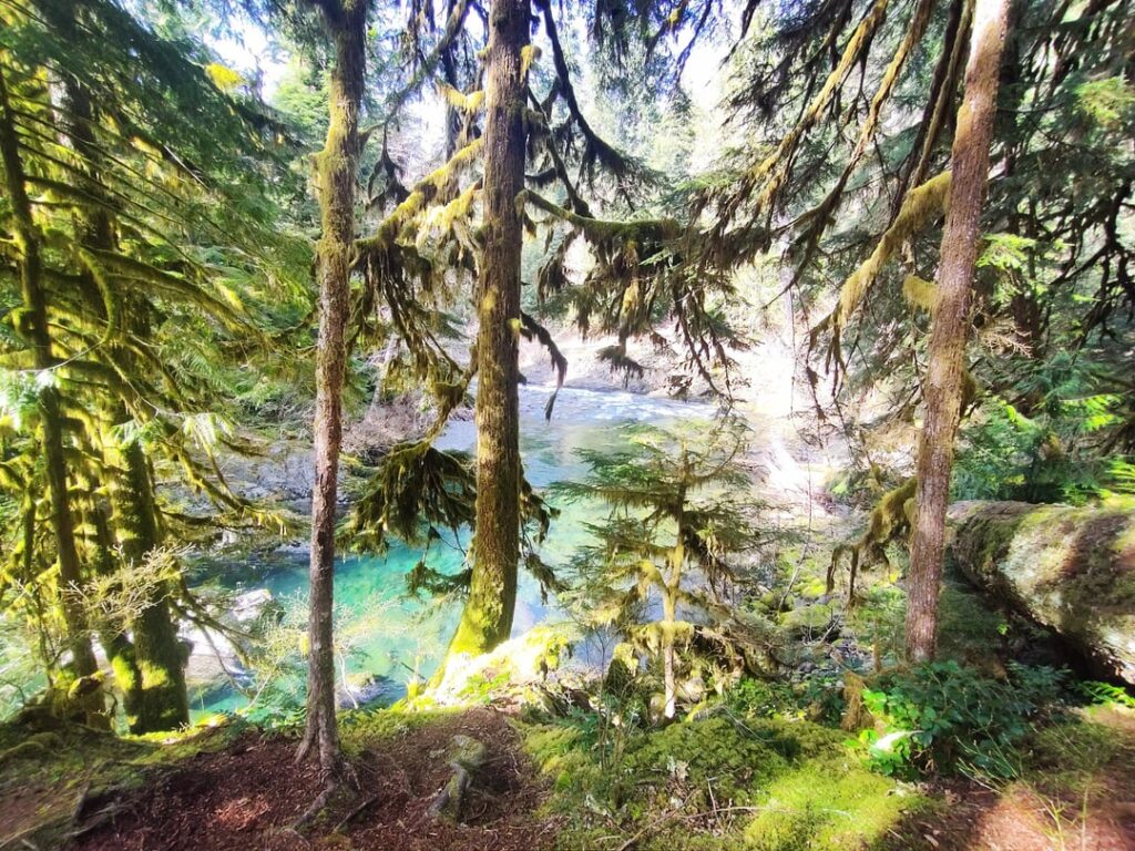 Salmon Run, Olympic National Forest