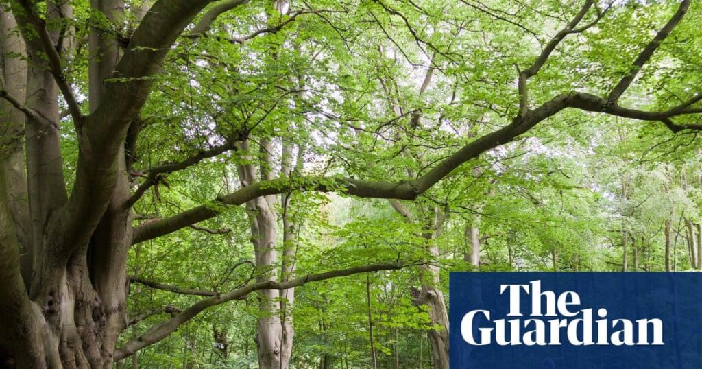 Steigern Sie die Wiederherstellung des alten Waldes, bevor es verloren geht, Forestry England forderte