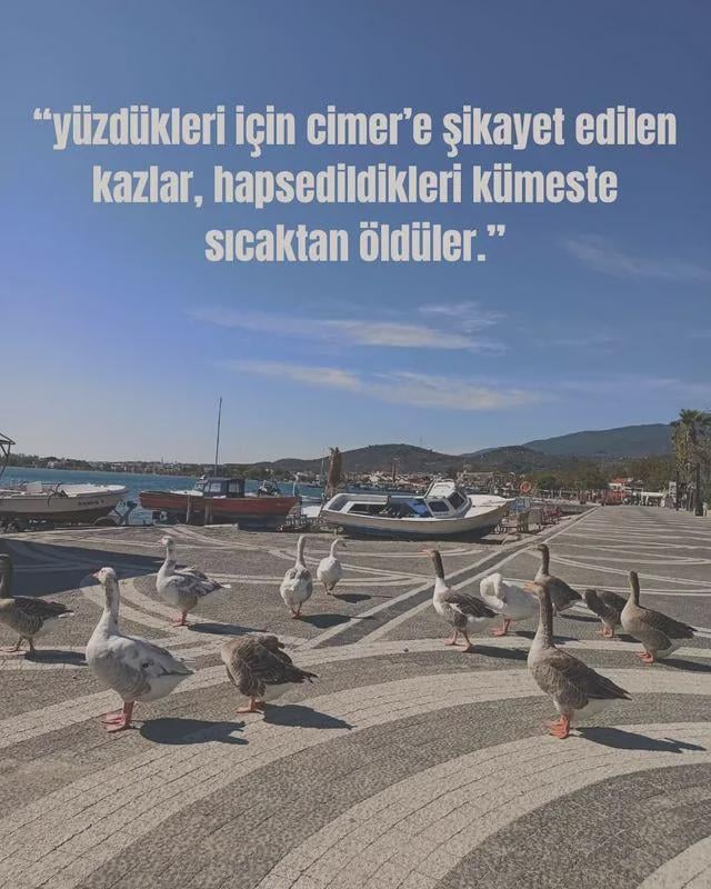 Sie nahmen natürlich die Gänse heraus, vorausgesetzt, sie betreten nicht das Meer