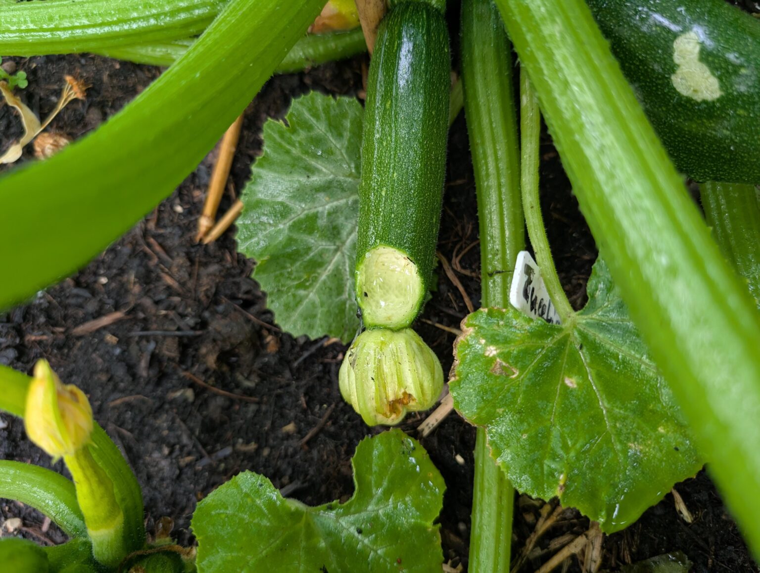 Wer oder was knabbert hier an meinen Zucchini?