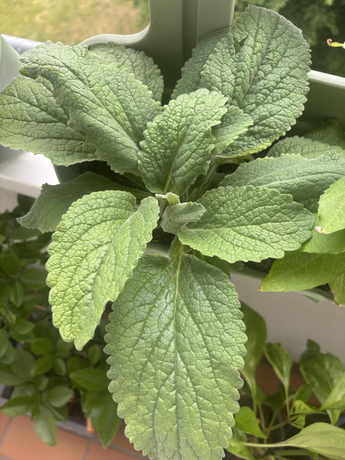 Sollten Erdbeeren sein Sollten Erdbeeren sein
