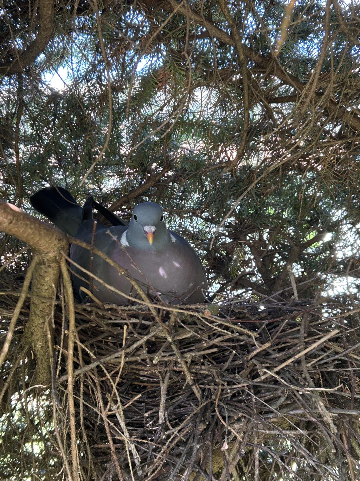 Mitbewohner mit Kulleraugen Update Mitbewohner mit Kulleraugen Update