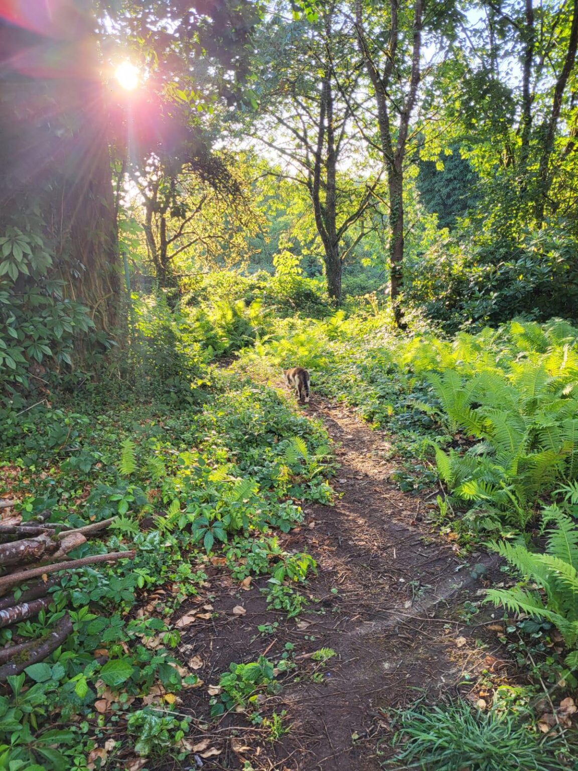 Wilder Garten
