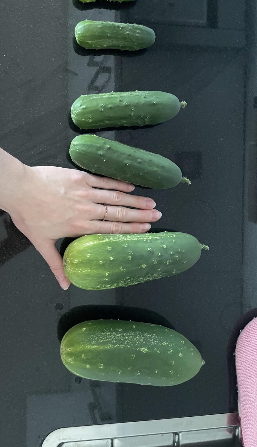 Habe zwei Snackgurken die sich versteckt hatten entdeckt… sind das schon Kürbise?