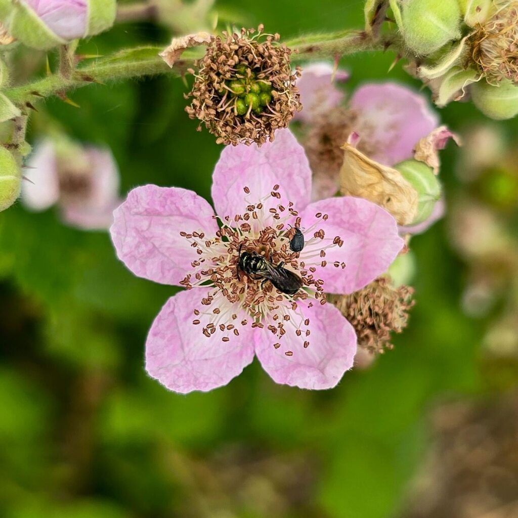Kleiner Kumpel auf den Blüten!