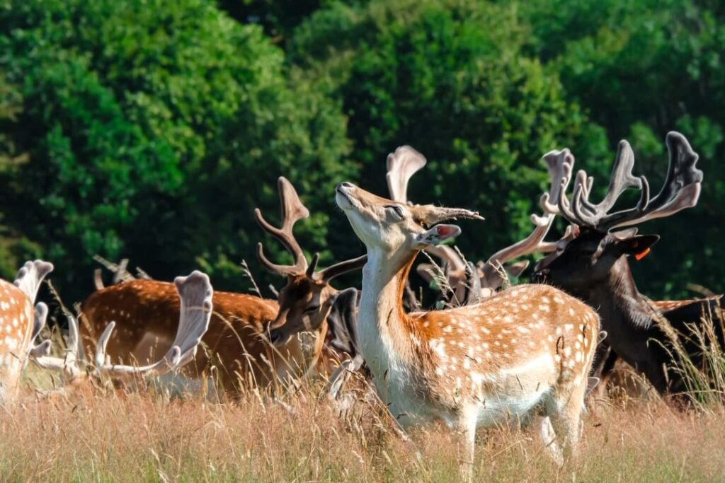 Schöner Phoenix Park