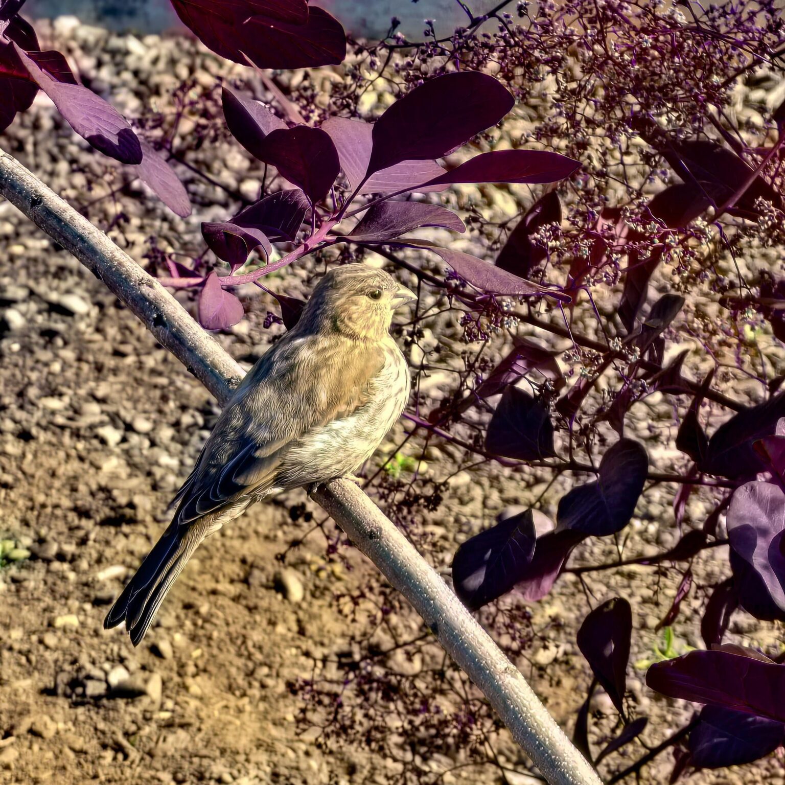 Hatte einen Besucher!