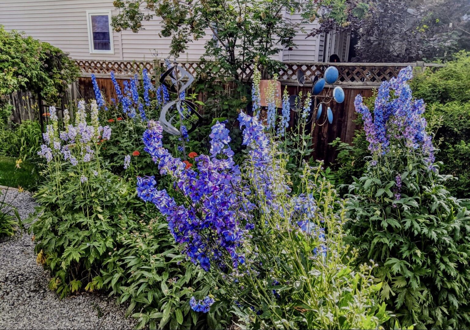 Teil meines Gartens, Delphiniums in ihrem Ruhm 🇨🇦