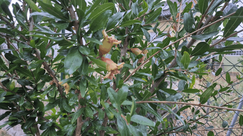 Granatapfel blüht zwar, trägt aber keine Früchte Granatapfel blüht zwar, trägt aber keine Früchte