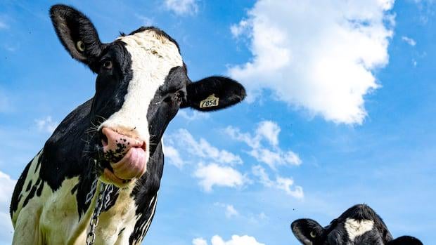 Was die US -Milchindustrie wirklich von Kanada will