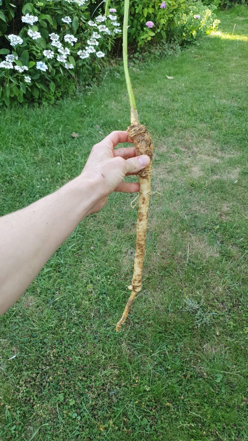 Hab ich da Meerrettich gefunden?