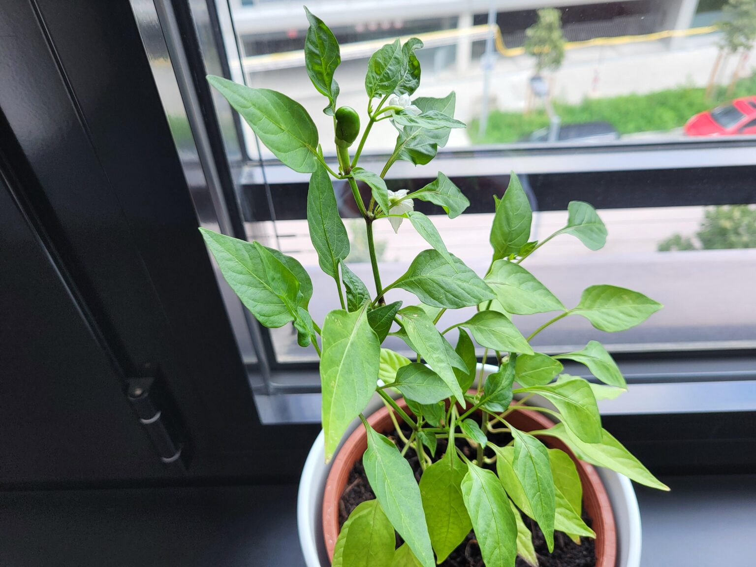 Chili aus 100% bürologischen Anbau, erste Blüte die nicht abgefallen ist