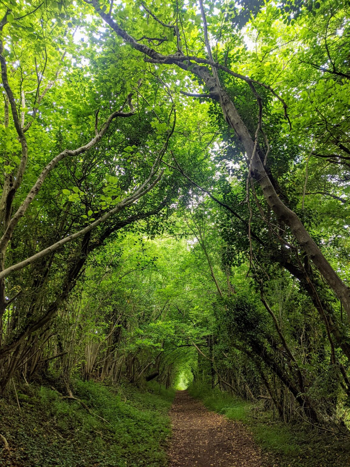 Bledlow Ridge, England. Liebe diese umhüllten Wege. X