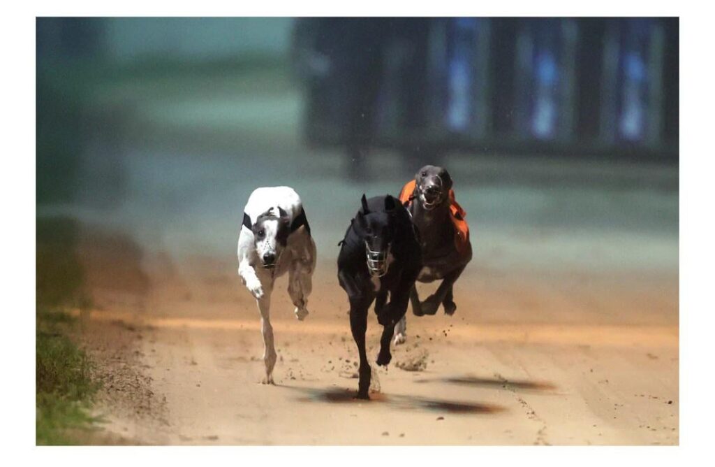 Greyhound -Industrie 'Gier' für 'barbarische' und 'äußerst unethische' Operation bei Hunden verantwortlich machen, sagt TD
