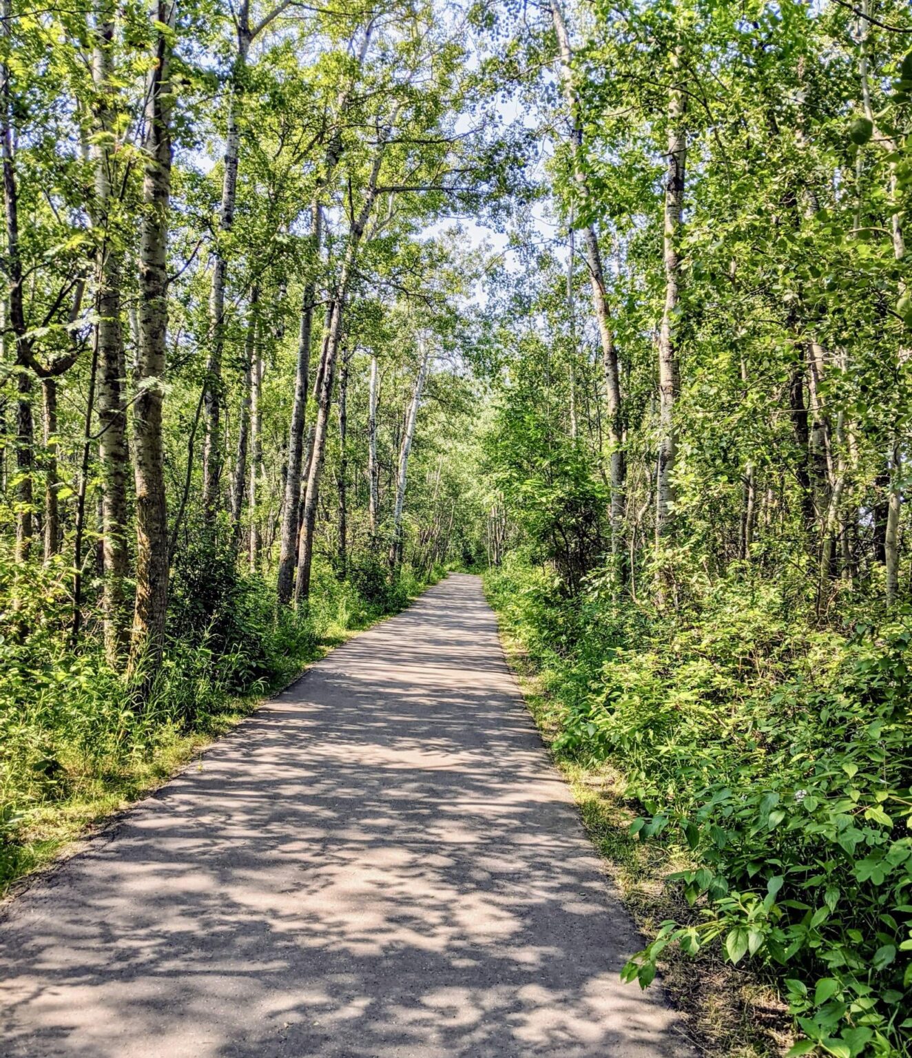 Es hörte schließlich auf zu regnen und ich konnte den Weg genießen 🇨🇦