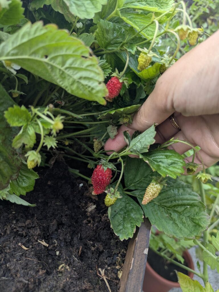 Was stimmt mit unseren Erdbeeren nicht? Sind es überhaupt Erdbeeren?!