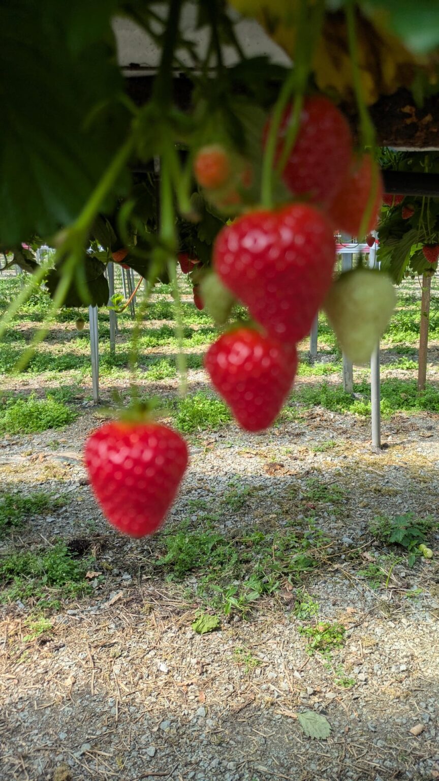 Wählt einige frische Erdbeeren aus Wählt einige frische Erdbeeren aus