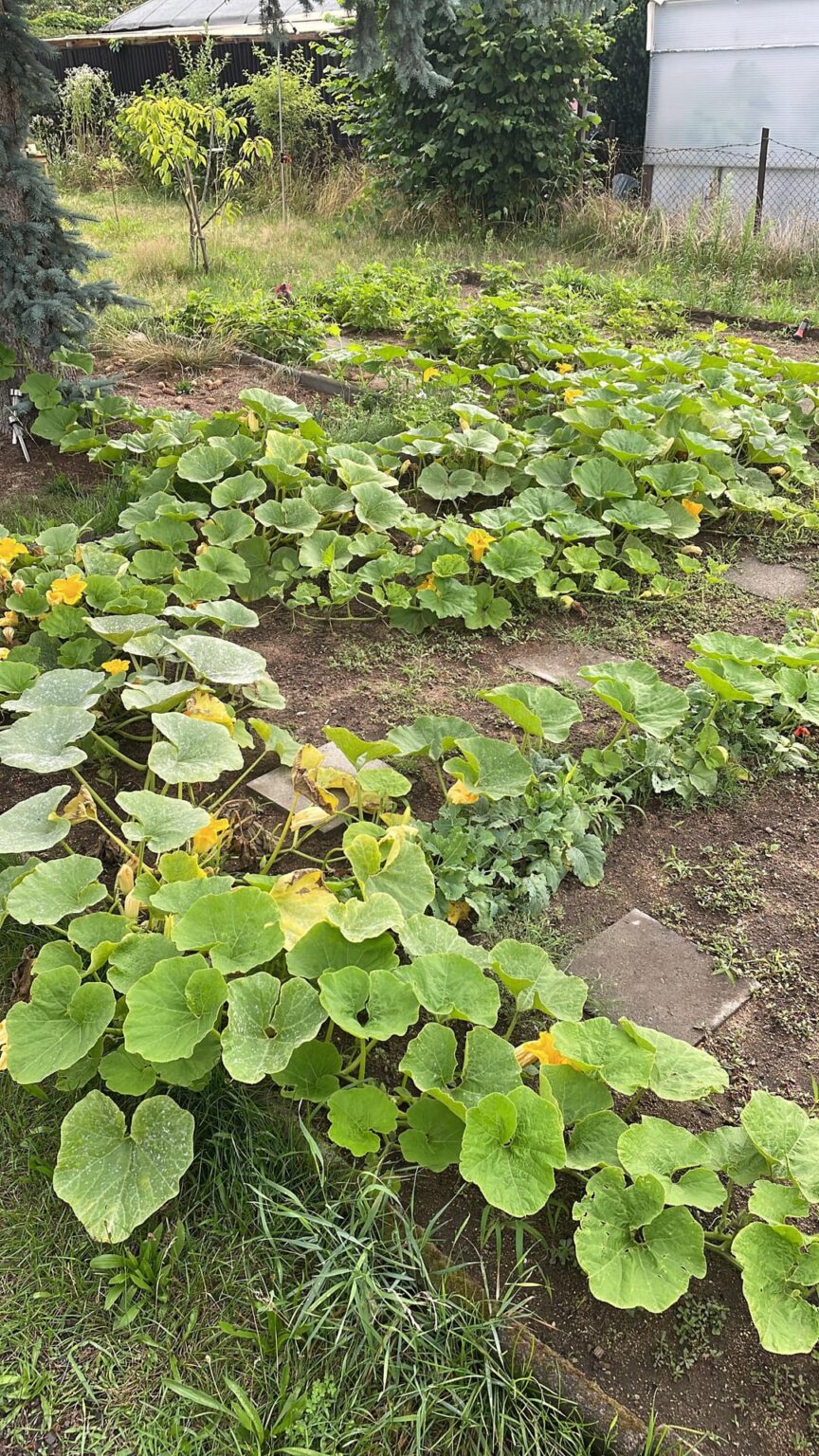 Erster Sommer im Garten