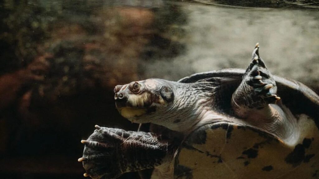 Wissenschaftler fanden gerade 41.000 Schildkröten, die sich in Sichtweite versteckten