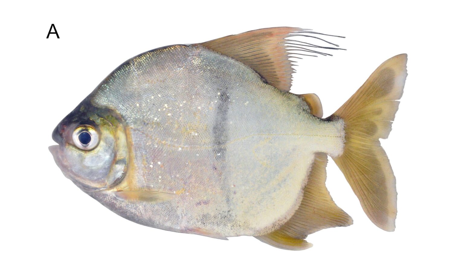 Wissenschaftler entdecken eine neue Art vegetarischer Piranha mit menschlichen Zähnen