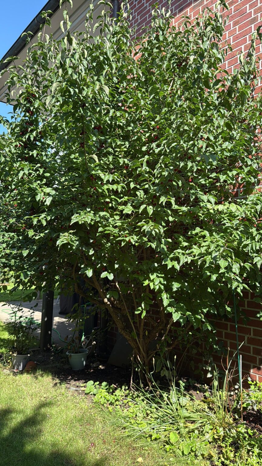Wer weiß was das für ein Baum ist?