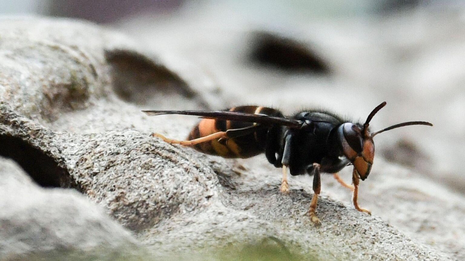 Weitere asiatische Hornissen -Sichtungen in Irland bestätigt