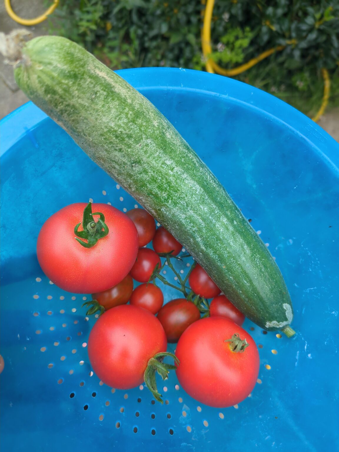 Erste Ernte