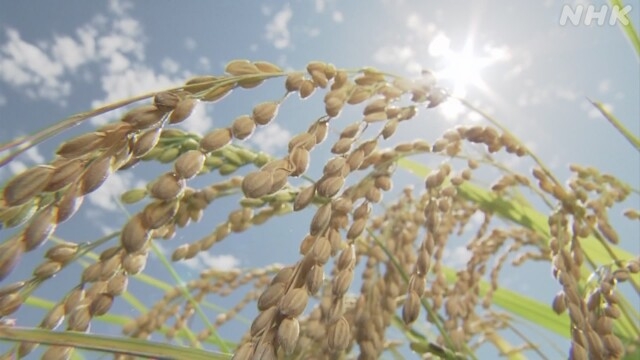 Japans Landwirtschaftsminister schwört, die Dürre Auswirkungen auf die Reisernte zu bekämpfen