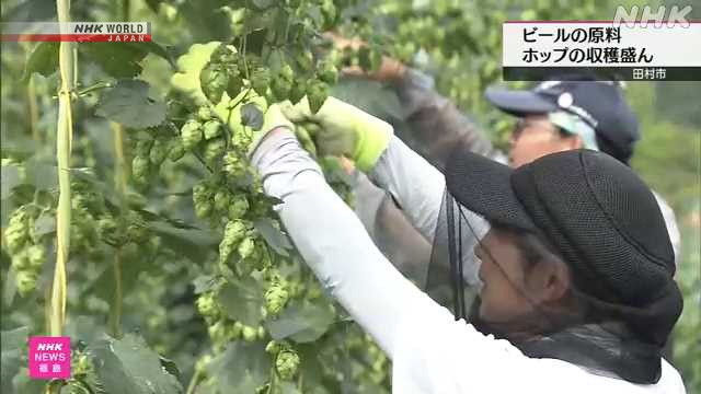 Bierhopfen in Fukushima geerntet