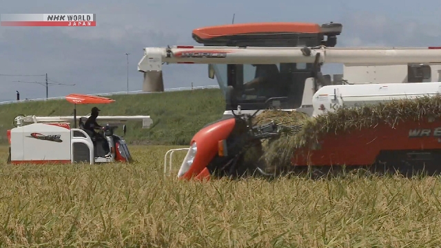 Reiskrisensonde: Landwirtschaftsministerium hat keinen Ausgangsmangel vorausgesetzt