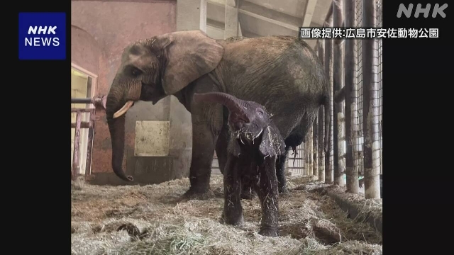 Der afrikanische Waldelefant bringt im japanischen Zoo zur Welt