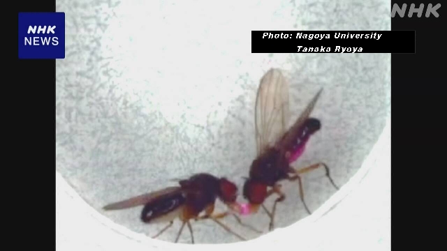 Japanische Forscher ändern das Werbeverhalten von Fly, indem sie das Gen manipulieren