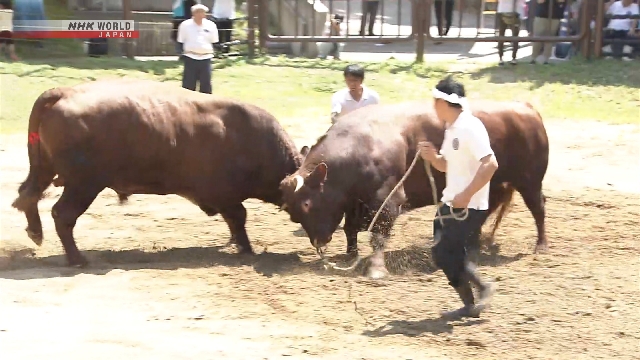 Japanische traditionelle Stierkampfkämpfe am Morgen, um schwere Wärme zu vermeiden
