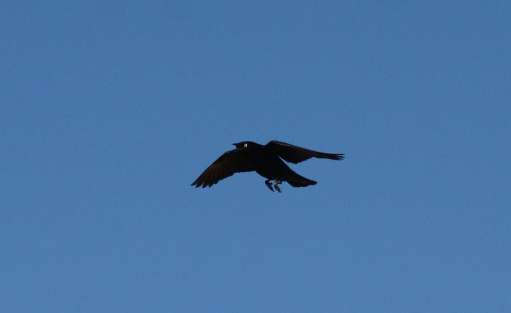 Brewer's Blackbird - Demon Eyes - Sheldon National Wildlife Refuge - Nevada - Juni 2025