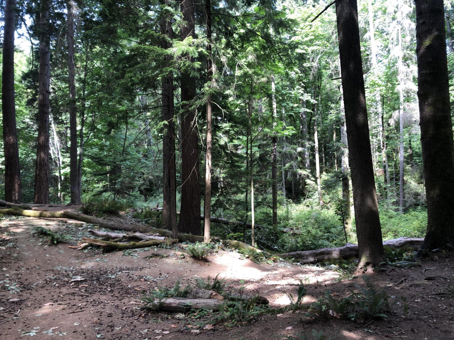 Ein schöner Spaziergang durch den Wald in der Nähe von Courtenay, Kanada.