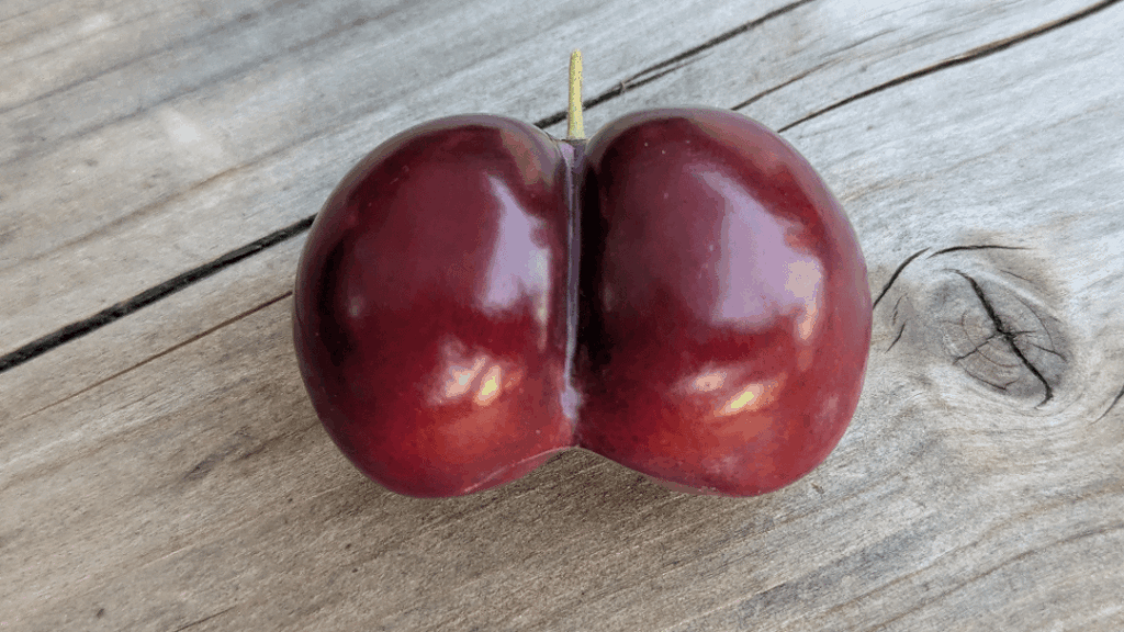 Prunus gluteiformis | Schönes Wochenende! 🤓