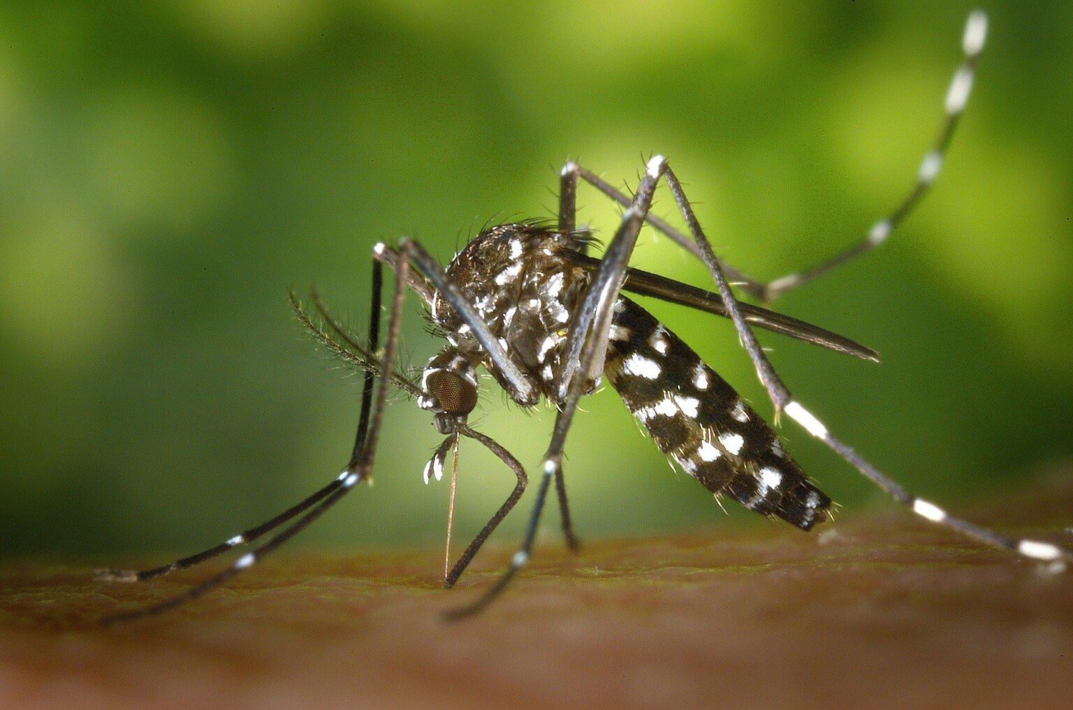 Der Klimawandel wird wahrscheinlich die Ausbreitung von Dengue-Fieber fördern, die seit langem als Krankheit der Tropen und Untertropen anerkannt werden, durch Westeuropa als Lebensraum des asiatischen Tigermückens aus.