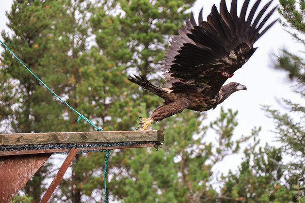 Mighty Eagles steigt als „dauerhaftes Vermächtnis“ des Wiedereinführungsprojekts über Kerry an