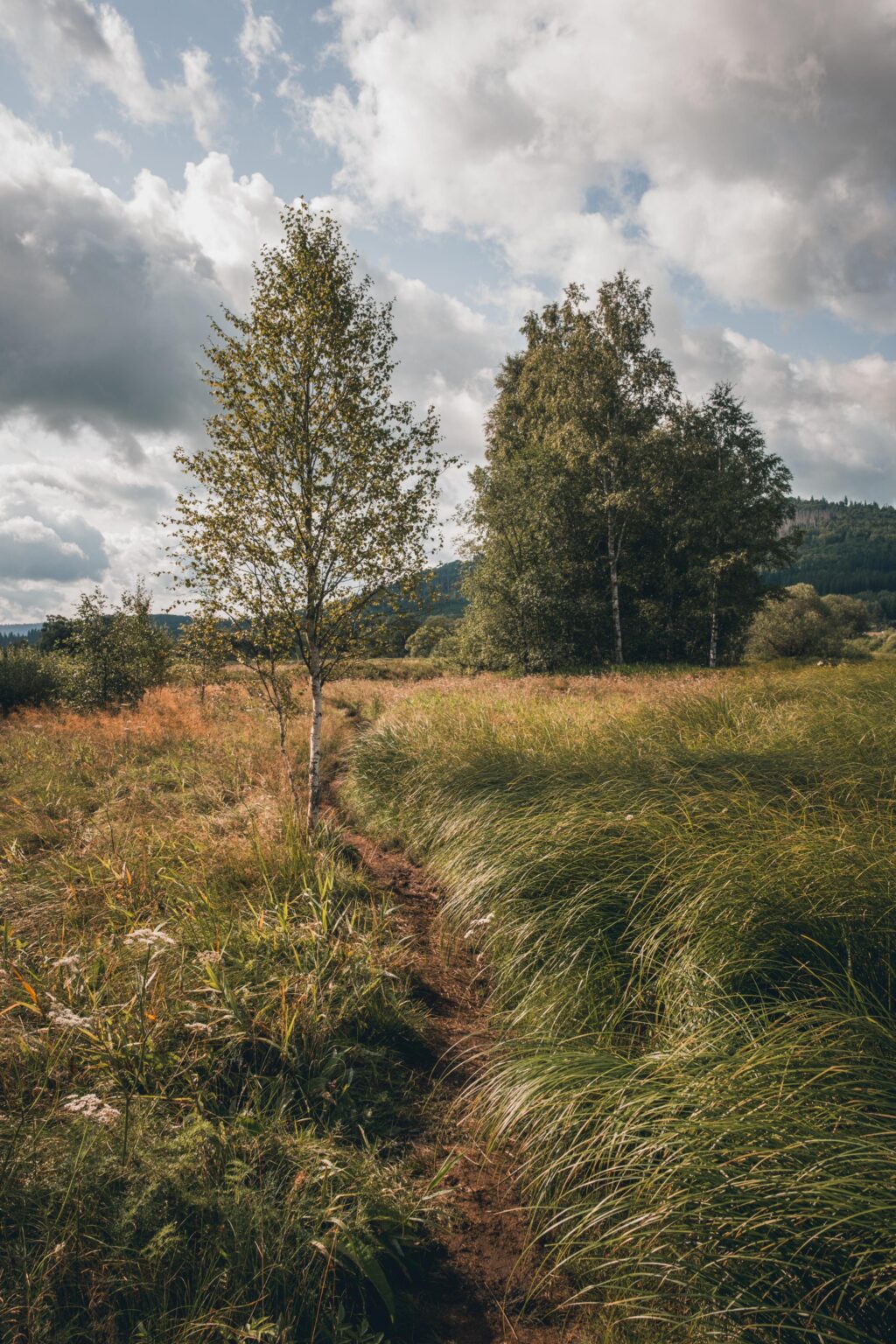 Sommer