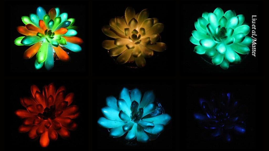 Leuchten in den Dunkeln sind Zimmerpflanzen in Regenbogen von Farben glänzen