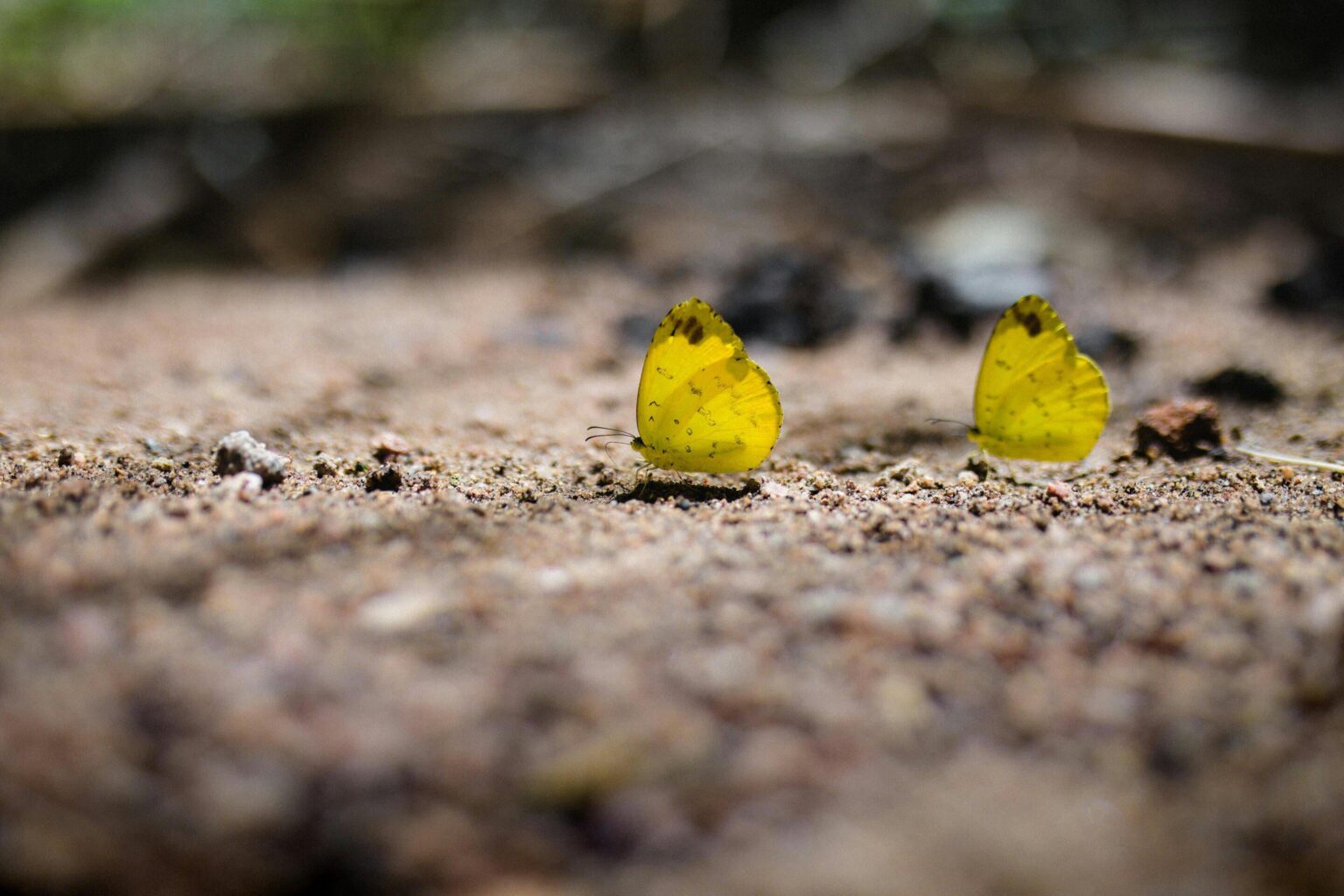 Ereignisse der Klima-Betrieben von El Niño sind verheerende Schmetterlinge, Käfer und andere tropische Insekten. Insekten sind wohl die wichtigsten Tiere auf dem Planeten. Ihre Abwechslung ist in der Natur beispiellos und erledigt wichtige Aufgaben wie Bestäubungspflanzen und die Bereitstellung von Nahrungsmitteln für andere Tiere. Ereignisse der Klima-Betrieben von El Niño sind verheerende Schmetterlinge, Käfer und andere tropische Insekten. Insekten sind wohl die wichtigsten Tiere auf dem Planeten. Ihre Abwechslung ist in der Natur beispiellos und erledigt wichtige Aufgaben wie Bestäubungspflanzen und die Bereitstellung von Nahrungsmitteln für andere Tiere.