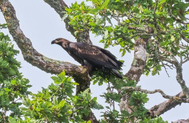 Der weißschwanzige Sea Eagle wurde erfolgreich in Irland wieder eingeführt