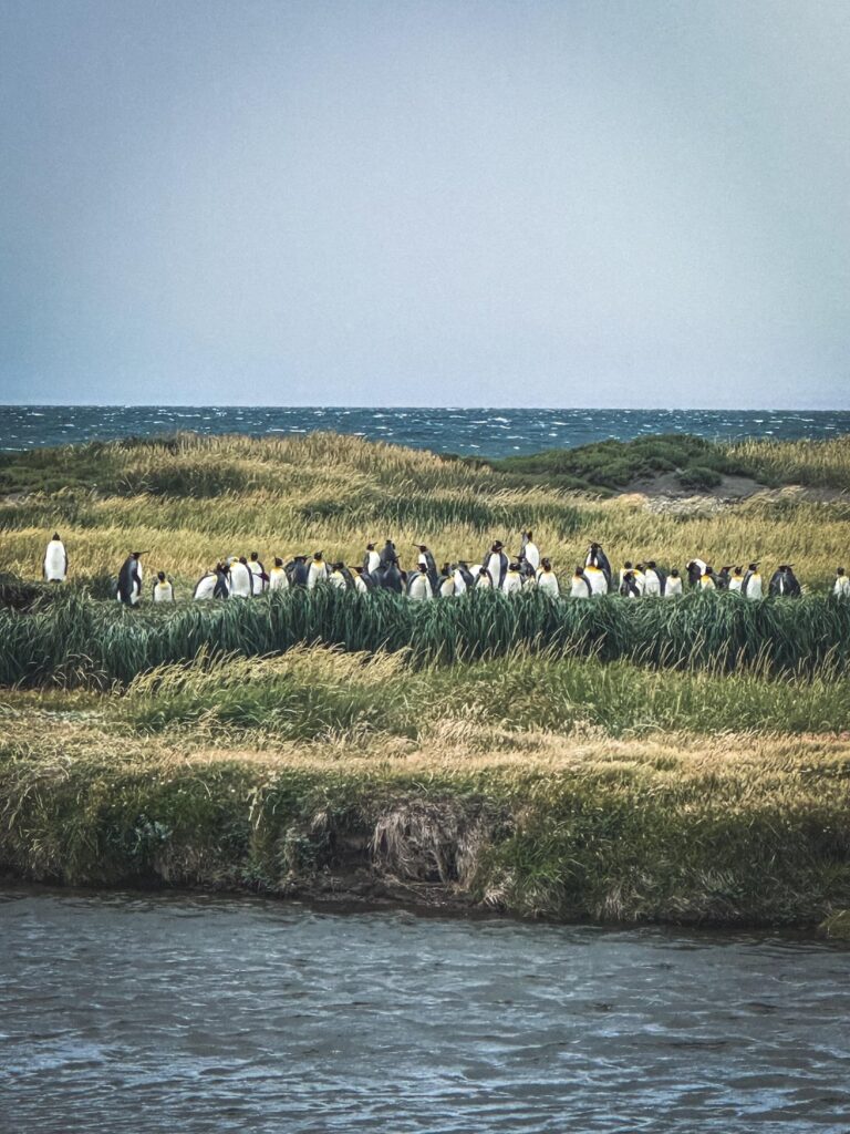 Radfahren von Alaska nach Argentinien: The Home Stretch, Tierra Del Fuego, Chilean Antarctica und King Penguins! Radfahren von Alaska nach Argentinien: The Home Stretch, Tierra Del Fuego, Chilean Antarctica und King Penguins!