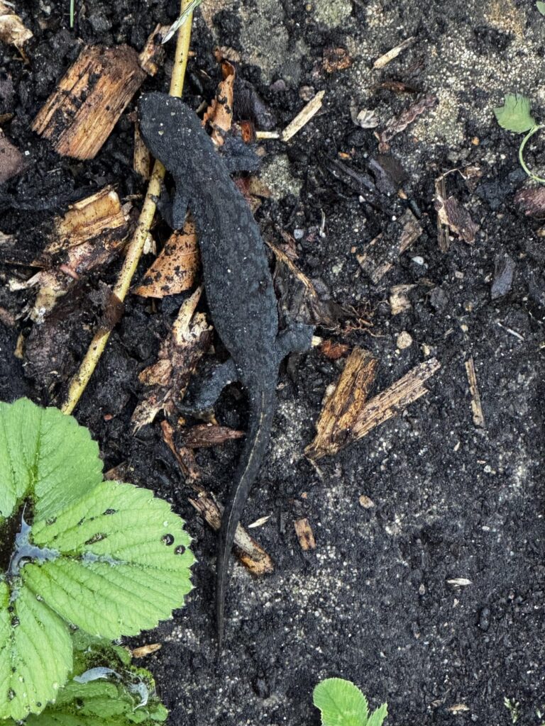 Teich anlegen oder lieber lassen? Teich anlegen oder lieber lassen?