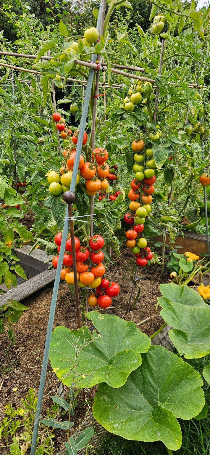 Tomaten ohne Ende
