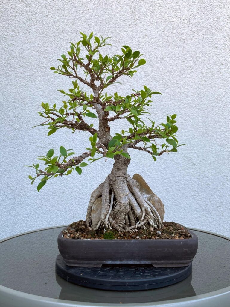 Mein Ficus-Bonsai. Vor 7 Jahren aus einem Steckling in Großbritannien gezogen. Jetzt auf meinem Balkon hier in Deutschland
