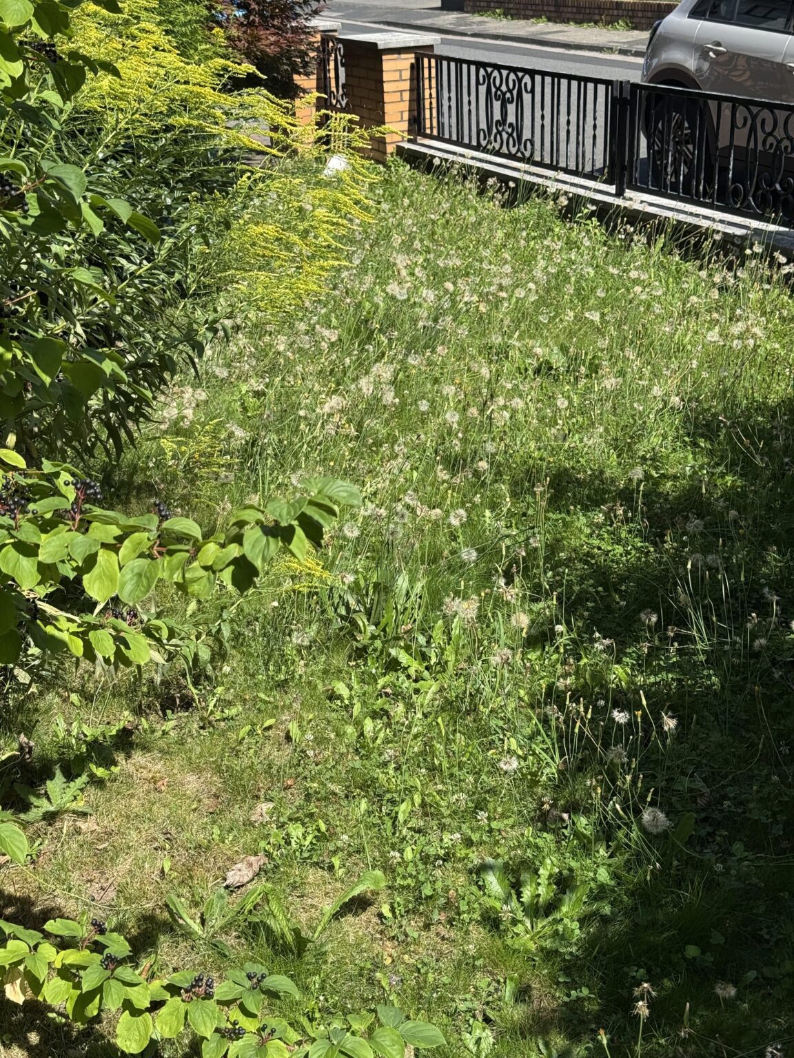 Löwenzahn durch andere Wiesenblumen ersetzen Löwenzahn durch andere Wiesenblumen ersetzen