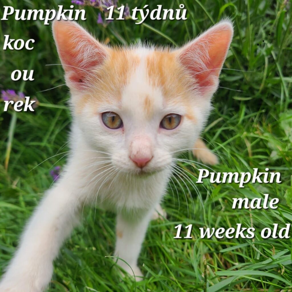 Hallo! :) Bitte helfen Sie. Wir suchen ein Zuhause für diese vier legierten Haustiere. Schöne, gesunde, liebevolle, hergestellte Kätzchen, gelernt auf der Katzentoilette. Sie sind an Kinder und Hunde gewöhnt. Sie werden kontaktieren, wen Sie interessieren. Danke! :) Hallo! :) Bitte helfen Sie. Wir suchen ein Zuhause für diese vier legierten Haustiere. Schöne, gesunde, liebevolle, hergestellte Kätzchen, gelernt auf der Katzentoilette. Sie sind an Kinder und Hunde gewöhnt. Sie werden kontaktieren, wen Sie interessieren. Danke! :)