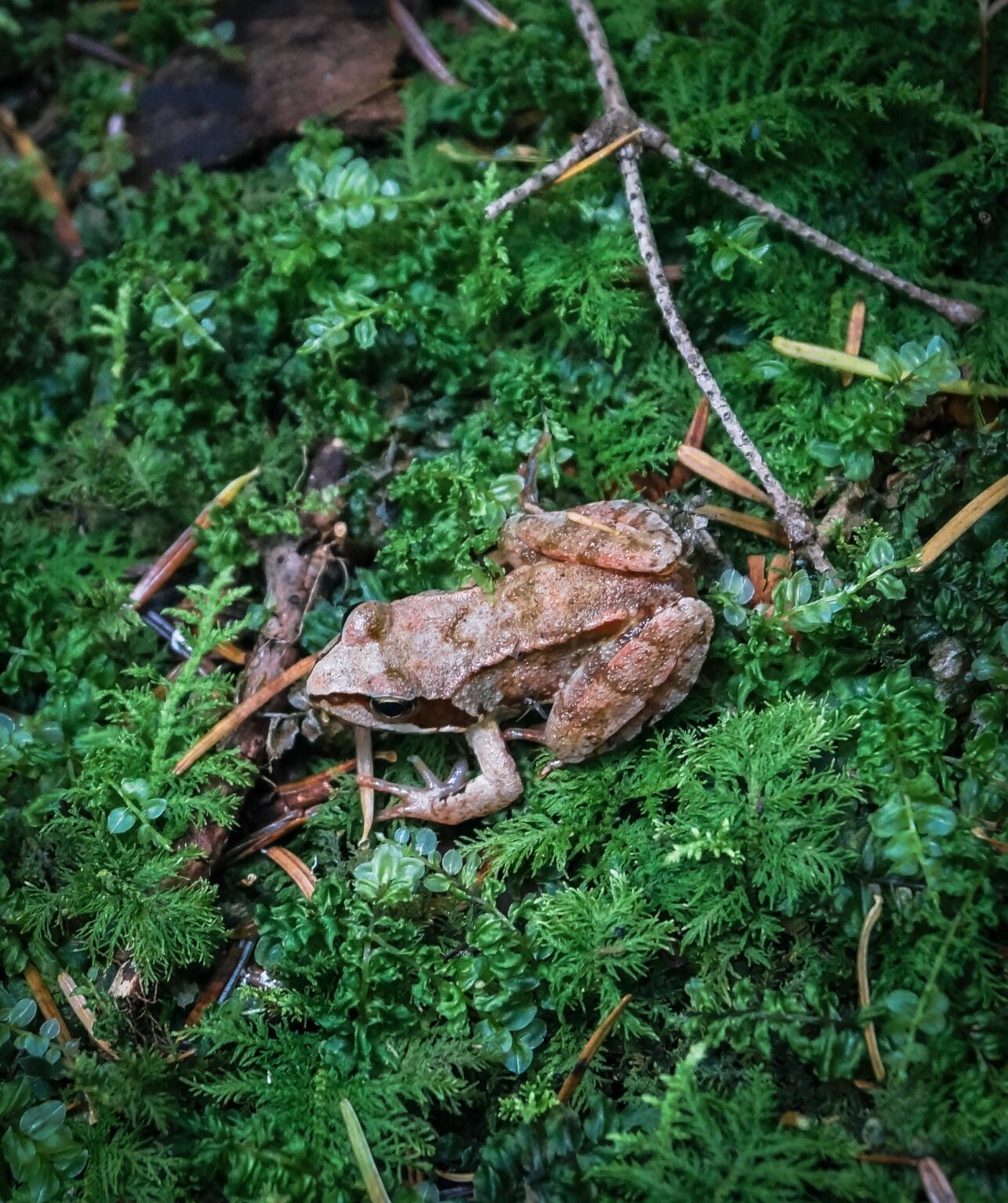 Netter kleiner Frosch, den ich im Wald getroffen habe