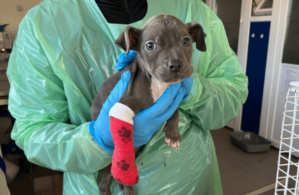 ISPCA und DSPCA verschmelzen, um die NSPCA (National SPCA) zu erstellen.